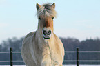 Fjord horse portrait