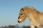 Fjord horse portrait