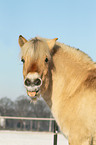 Fjord horse portrait