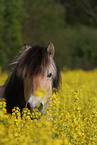 Fjord horse portrait