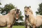 Fjord horses