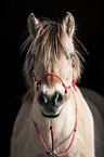 Fjordhorse Portrait