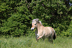 galloping Fjord Horse