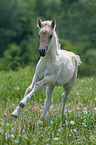 Fjord Horse Foal