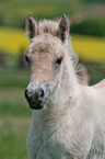 Fjord Horse Foal