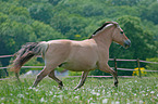 trotting Fjord Horse