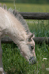 Fjord Horse Foal