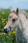 Fjord Horse Foal