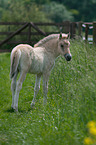 Fjord Horse Foal