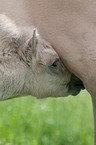 Fjord Horse