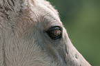 Fjord Horse Foal