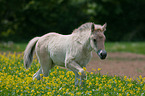 Fjord Horse Foal