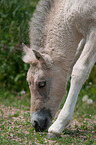 Fjord Horse Foal