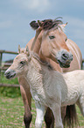 Fjord Horses