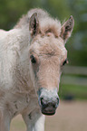 Fjord Horse Foal