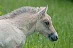 Fjord Horse Foal