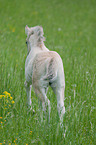 Fjord Horse Foal