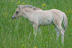 Fjord Horse Foal