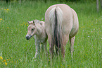 Fjord Horses