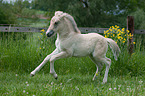 Fjord Horse Foal