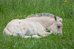 Fjord Horse Foal