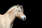Fjord horse portrait