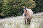 Fjord horse