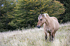 Fjord horse