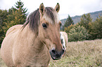 Fjord horse Portrait