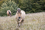 Fjord horses