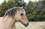 Fjord horse Portrait