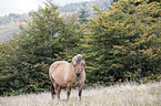 Fjord horse