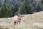 Fjord horse