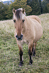 Fjord horse