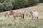 Fjord horses