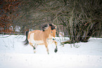 Norwegian Fjord Horse in snow