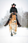 Norwegian Fjord Horse in snow