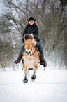 Norwegian Fjord Horse in snow