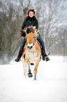 Norwegian Fjord Horse in snow