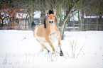 Norwegian Fjord Horse in snow