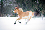 Norwegian Fjord Horse in snow