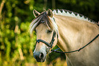 Fjordhorse