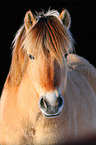 Fjord horse portrait