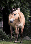 Fjord Horse