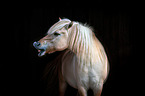 Fjord horse portrait