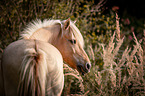 Fjord horse portrait