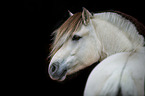 Fjord horse portrait