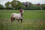 Fjord horse stallion
