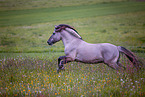 Fjord horse stallion