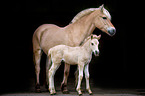 Fjord horses